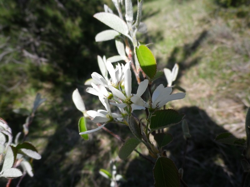 Un arbusto in fiore - Amelanchier ovalis Medik.